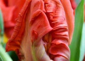 Tulipa Red Bright Parrot ® (4)